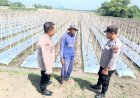 Polsek-Balongbendo-Dukung-Ketahanan-Pangan-Desa-Seduri,-Wujudkan-Pekarangan-Produktif-dengan-Tanaman-Lombok