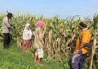 Polsek-Balongbendo-Dukung-Swasembada-Pangan