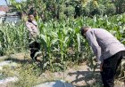 Polsek-Tulangan-Pantau-Lahan-Jagung-Tumpangsari-untuk-Perkuat-Ketahanan-Pangan