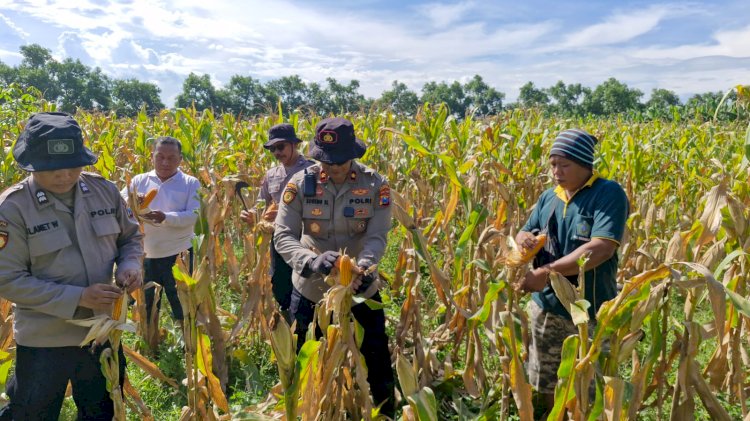 Polsek Balongbendo Cek Kesiapan Panen Jagung Serentak, Dukung Swasembada Pangan