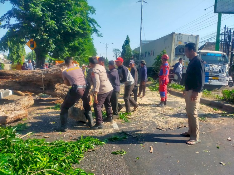 Polisi Bantu Evakuasi Pohon Tumbang di Jalan Raya Tebel Gedangan
