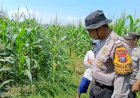 Kapolsek-Balongbendo-Cek-Lahan-Tidur-Milik-Bumdes-untuk-Ketahanan-Pangan