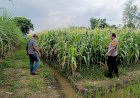 Kapolsek-Tarik-Berikan-Pendampingan-untuk-Swasembada-Pangan-Mandiri-Tingkat-Desa