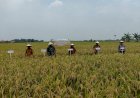 POLRESTA-SIDOARJO-|-Forkopimka-Wonoayu-Panen-Raya-Padi-dan-Gelar-Diskusi-Ketahanan-Pangan-dengan-Petani