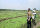 Kanit-Binmas-Polsek-Krembung-Bersama-Petani-Lemujut-Gunakan-Teknik-Gribel-untuk-Jaga-Kesuburan-Kangkung
