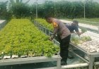 Upaya-Swasembada-Pangan-Mandiri,-Polisi-Dampingi-Petani-Sayur-Pasarkan-Hasil-Panen