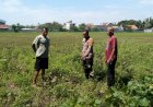 Bhabinkamtibmas-Sidoarjo-Dukung-Ketahanan-Pangan,-Cek-Pengelolaan-Lahan-P2B-di-Desa-Gebang