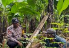 Kapolsek-Sedati-Masifkan-Program-Ketahanan-Pangan-dengan-Peran-Aktif-Bhabinkamtibmas