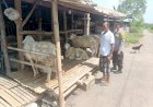 Polsek-Porong-Tinjau-Ternak-Kurban-Dukung-Ketahanan-Pangan