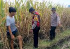 Cek-Lahan-Jagung-Siap-Panen-di-Balongbendo-Sidoarjo,-Dukung-Swasembada-Pangan-2026
