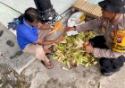 Polsek-Krembung-Dampingi-Perawatan-Jagung-untuk-Dukung-Swasembada-Pangan