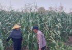 Dampingi-Petani,-Polsek-Sidoarjo-Kota-Dukung-Swasembada-Pangan
