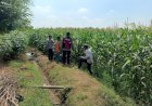 Gelorakan-Ketahanan-Pangan,-Polsek-Balongbendo-Dampingi-Petani-Kelola-21-Hektare-Lahan-Jagung
