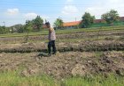 Bhabinkamtibmas-Wonoayu-Ajak-Petani-Optimalkan-Lahan-Jagung