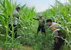 Polsek-Porong-Patroli-Ketahanan-Pangan-di-Desa-Kesambi