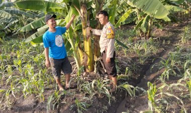 Bhabinkamtibmas-Desa-Sukorejo-Aipda-Sony-Handriansyah-Dampingi-Warga-Garap-Lahan-Ketahanan-Pangan
