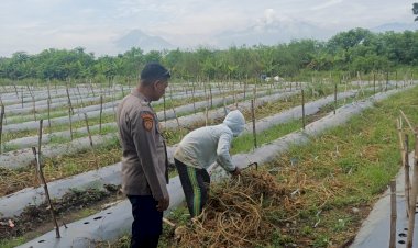 Anggota-Polsek-Tarik-Cek-Pengolahan-Lahan-Melon-di-Desa-Kendalsewu