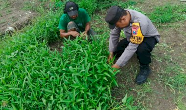 Siap-Panen-Kangkung,-Bhabinkamtibmas-bersama-Warga-Optimis-Wujudkan-Ketahanan-Pangan