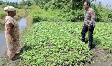 Polisi-Cinta-Petani,-Bhabinkamtibmas-Wonoayu-Dampingi-Petani-Sawi-di-Becirongengor