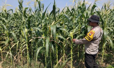 Polsek-Krembung-Tinjau-Lahan-Jagung-Dukung-Swasembada