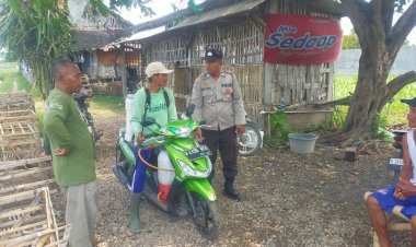 Polsek-Prambon-Pantau-Jagung-di-Bulang,-Pertumbuhan-Tanaman-Stabil