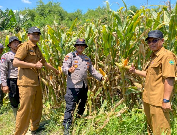 Polresta Sidoarjo Gelorakan Swasembada Pangan Dampingi Warga Tani Kelola Jagung Hibrida