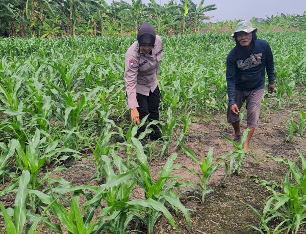 Polsek Gedangan bersama Petani Desa Punggul, Siap Optimalkan Panen Jagung