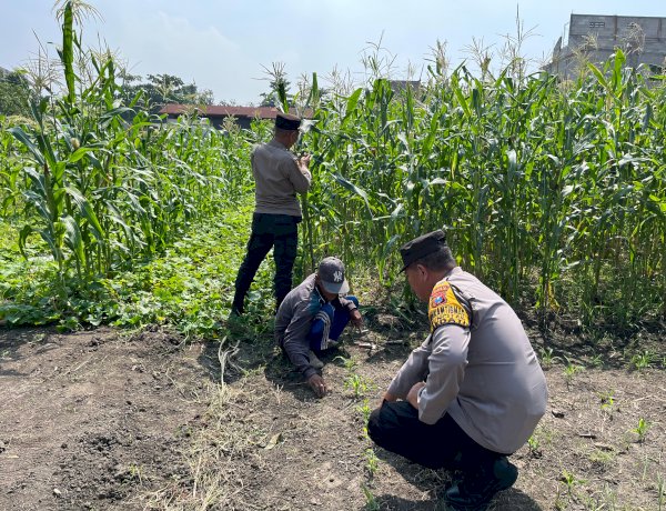 Polsek Sedati Optimis Pengelolaan Lahan Jagung Mampu Optimalkan Swasembada Pangan