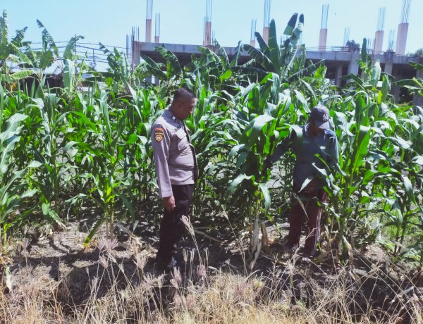 Tingkatkan Swasembada Pangan, Polsek Sedati Dampingi Pengembangan Lahan Jagung