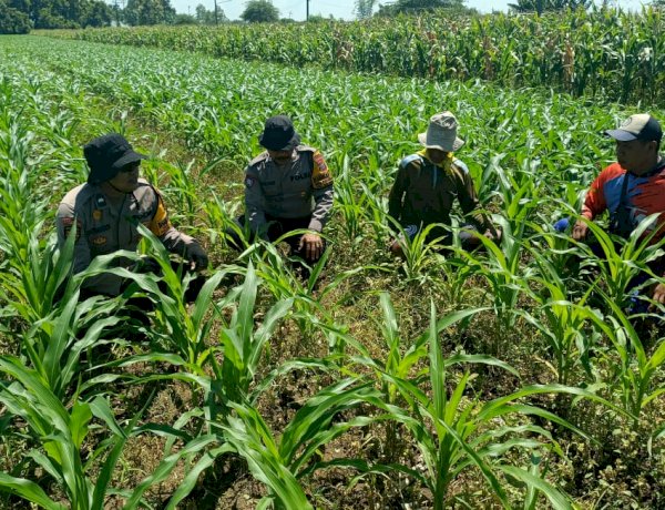 Polsek Balongbendo Kawal Panen Jagung Hibrida, Dukung Ketahanan Pangan Nasional dan Swasembada Pangan 2026