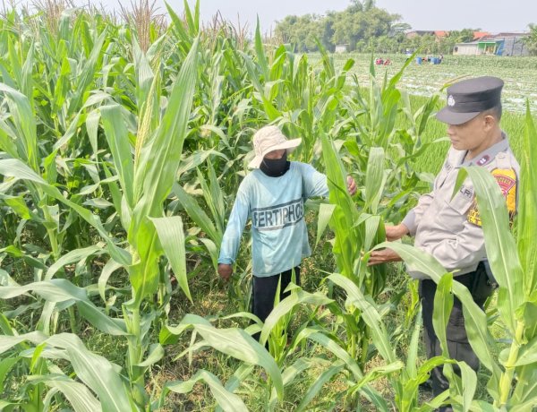 Polsek Tarik Pantau Pertumbuhan Jagung di Kedungbocok Demi Sukseskan Ketahanan Pangan Polresta Sidoarjo