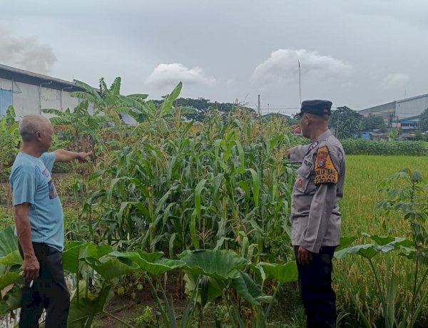 Dukung Asta Cita Presiden, Bhabinkamtibmas Polsek Krian Sidoarjo Intensifkan Pemantauan Lahan Jagung