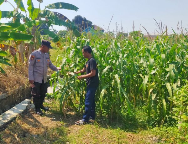 Polsek Prambon Pantau Tanaman Jagung Dukung Program Ketahanan Pangan