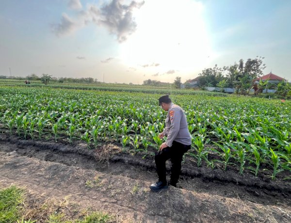 Polsek Krembung Intensif Patroli lahan Jagung P2B Demi Swasembada Pangan Nasional