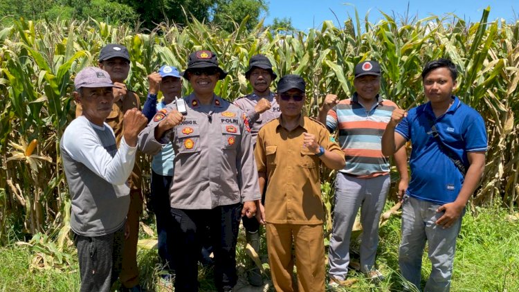 Polsek-Balongbendo-Intensifkan-Pengelolaan-Ketahanan-Pangan-Jagung-Hibrida