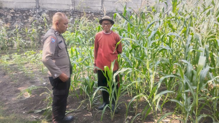 Bhabinkamtibmas-Polsek-Buduran-Intensifkan-Pengecekan-Ladang-Jagung-untuk-Dukung-Ketahanan-Pangan