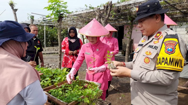 Polsek Taman bersama Warga Tanam Bibit Cabai dan Terong di Lahan Produktif Desa Sambibulu