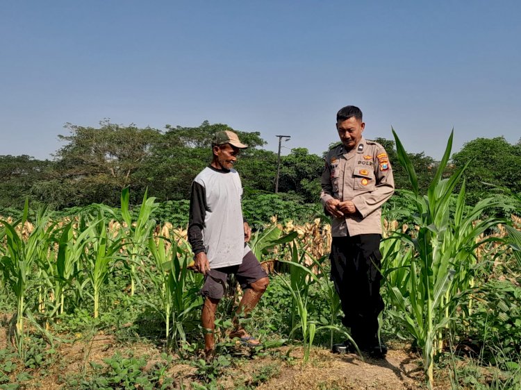 Polsek Krian Optimalkan Pertumbuhan Jagung Wujudkan Ketahanan Pangan