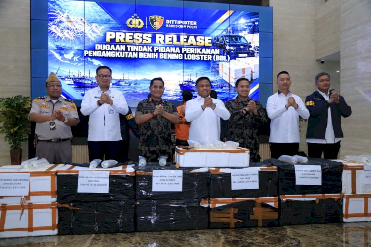 Polri Ungkap Jaringan Penyelundupan Baby Lobster Lintas Negara, Dua Pelaku Ditangkap